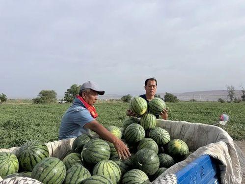 王勇吃瓜,揭秘娱乐圈幕后真相