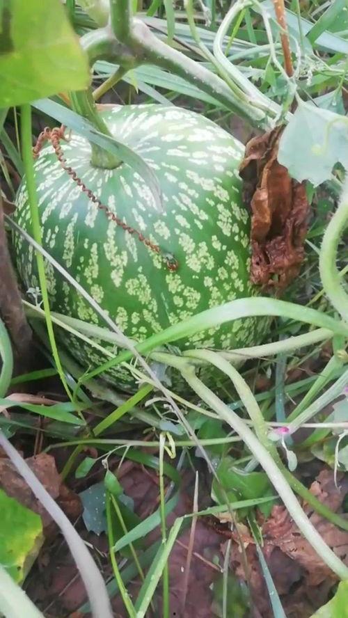 神巫奇才吃瓜,吃瓜群众揭秘奇幻世界背后的秘密