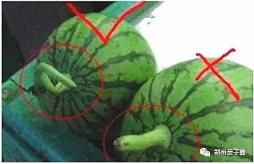 吃瓜神器小勺,轻松享受夏日清凉美食之旅