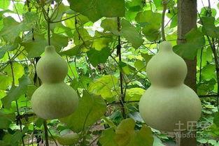 葫芦瓜孕妇可以吃,孕妇的天然营养佳品