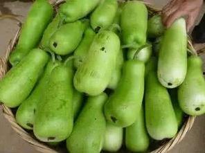 抖音吃葫芦瓜,葫芦瓜的独特风味大揭秘