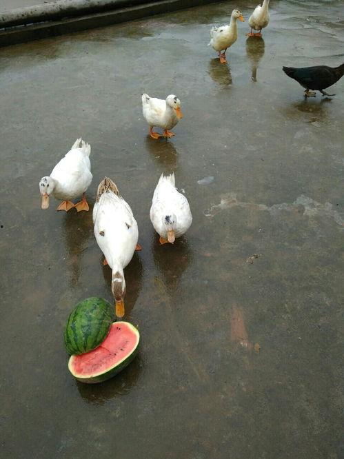 吃瓜的呆头鸭,趣味横生的美食之旅