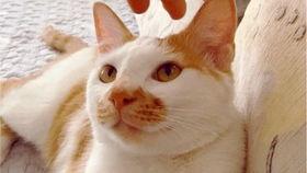 吃瓜视频卖钱,揭秘网络红人如何通过“瓜”赚钱的秘密