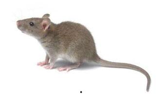 老鼠吃瓜广西话,广西方言中的趣味生活