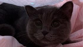 猫猫吃瓜的视频,萌态百出，笑料连连